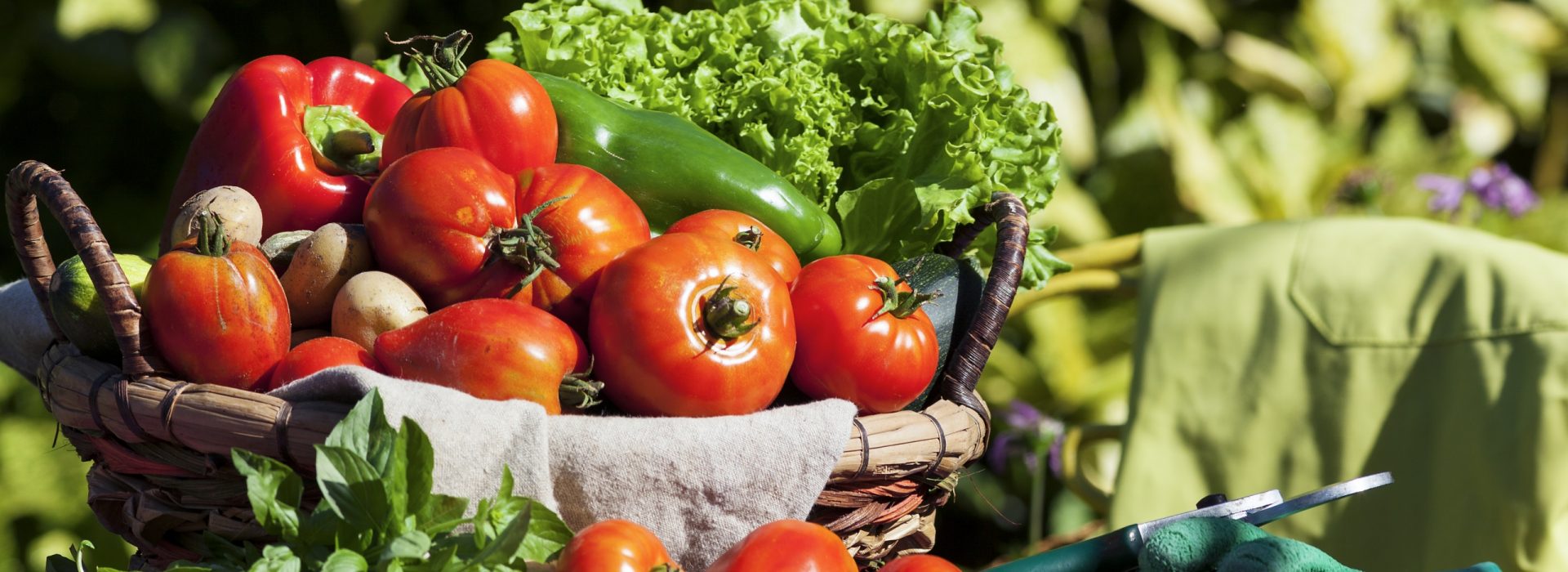 Some vegetables in a basket under sunlight